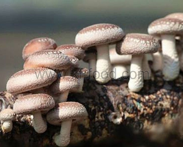 Shiitake Mushroom