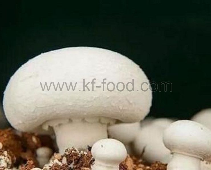 Champignons Mushroom