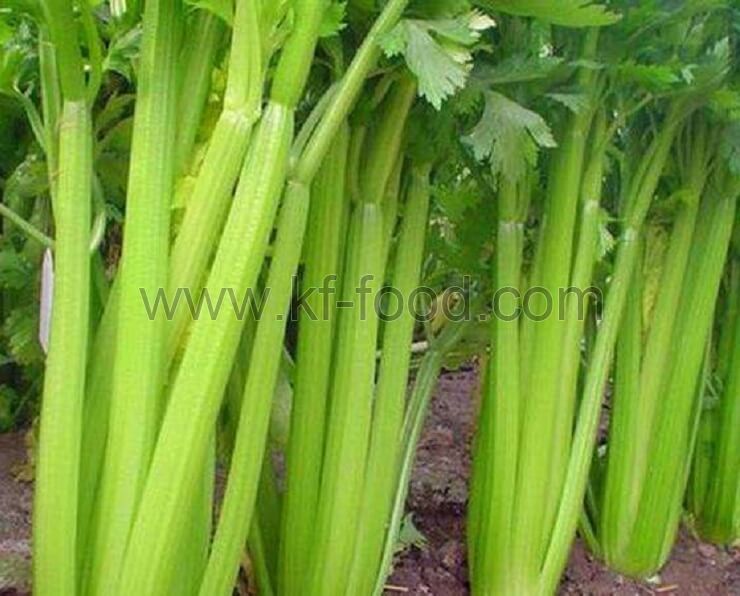 Celery stalk