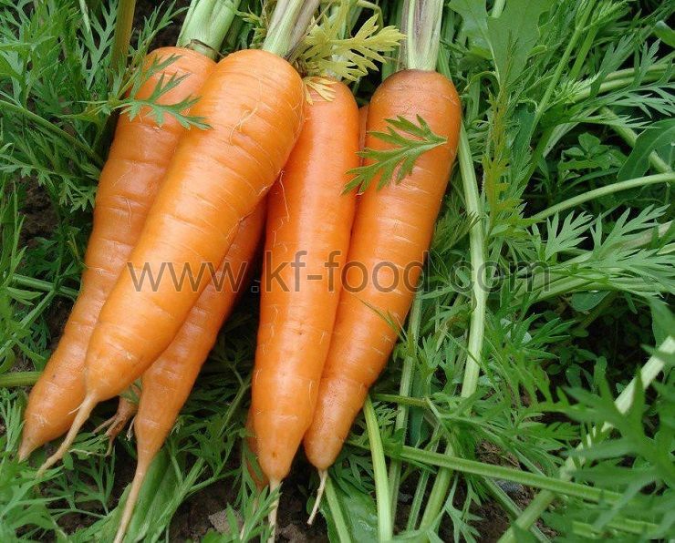 Carrot cross cut