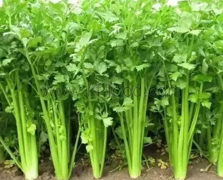 Celery Leaves