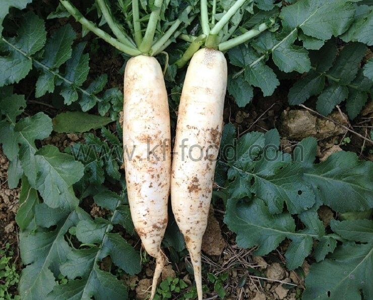 Radish(White)