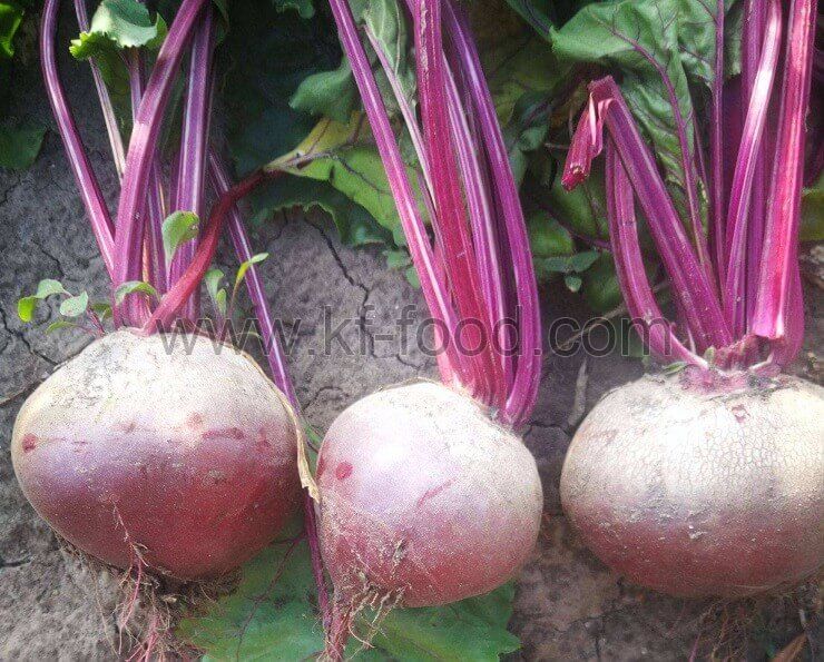 Red Beet