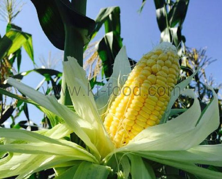 Sweet Corn