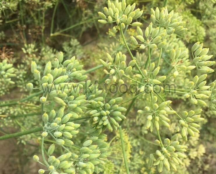 Cumin Seed（Green）