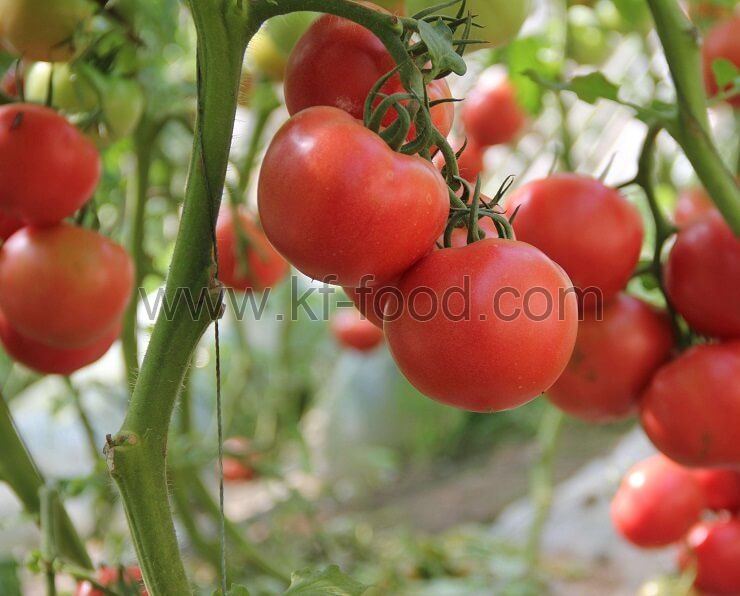 Tomato powder (SD)