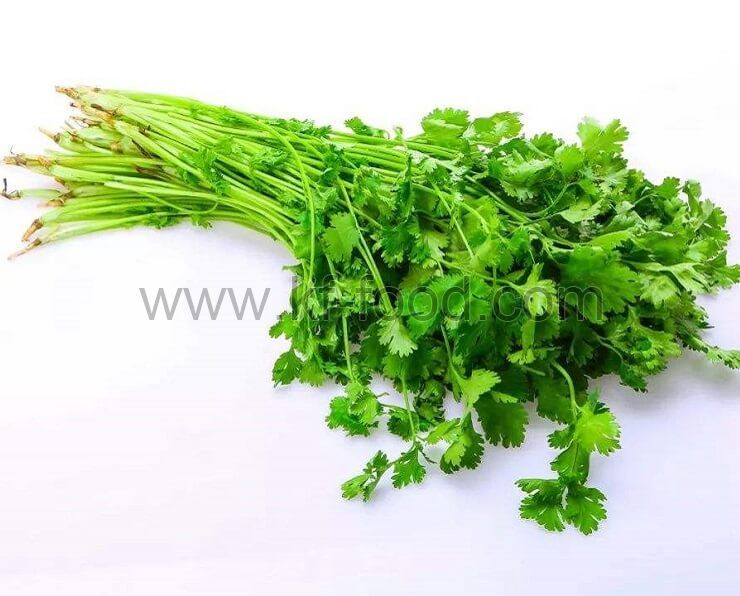 Coriander