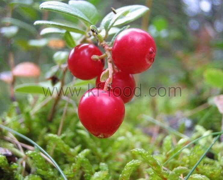 Lingonberry