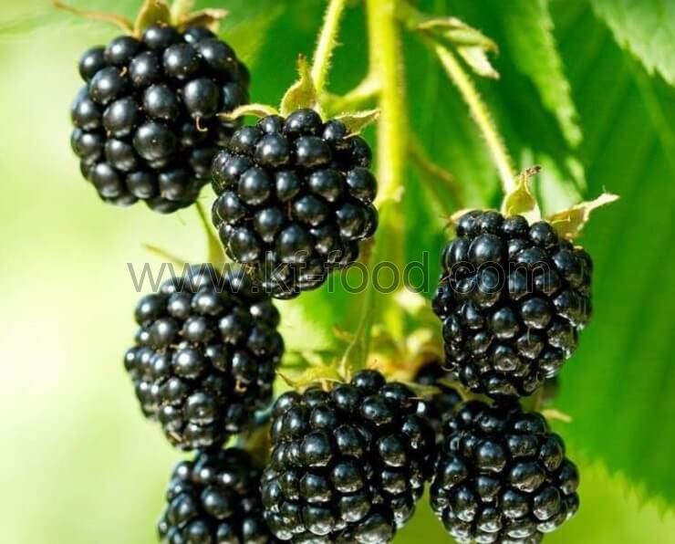 Blackberry