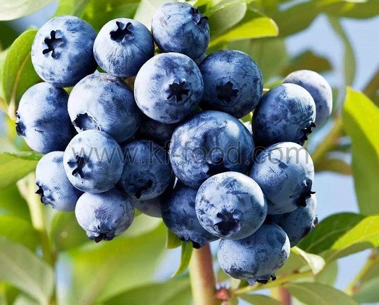Dried blueberry sales on promotion