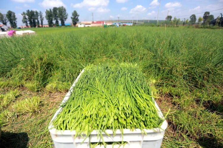 FD chive 2022 New Crop start supplying