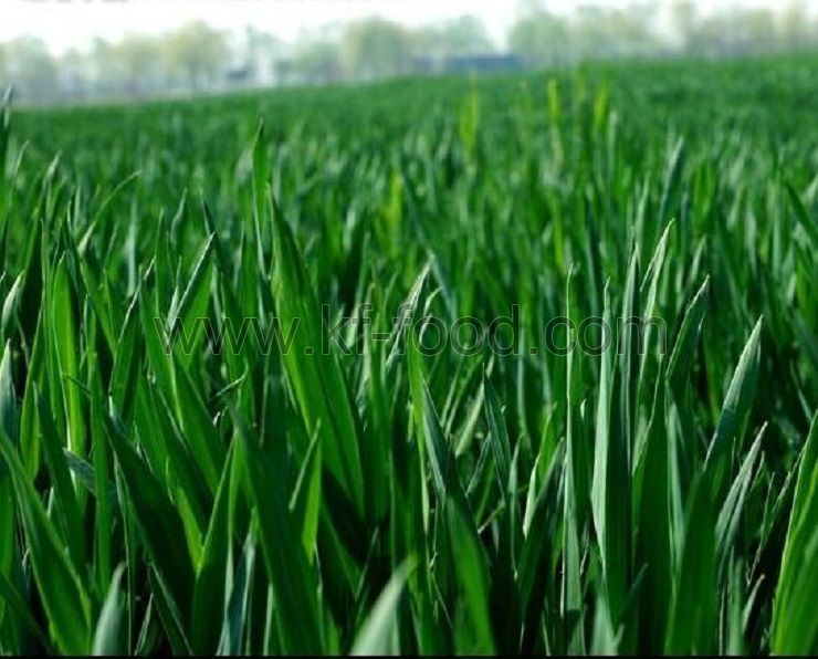 Barley Grass Powder