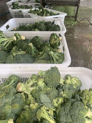 The 2021 New Crop of Broccoli and Bok Choy is coming!