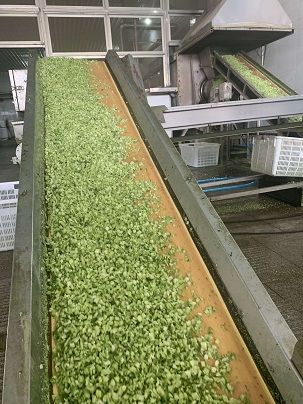 The 2021 New Crop of Broccoli and Bok Choy is coming!